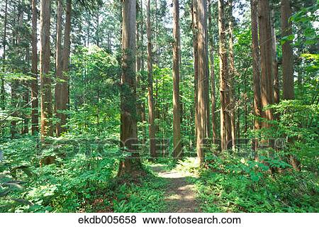 Akita Prefecture, Japan View Large Photo Image Stock Photo - Akita Prefecture, Japan. Fotosearch