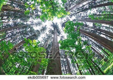 Akita Prefecture, Japan View Large Photo Image Stock Photo - Akita Prefecture, Japan. Fotosearch