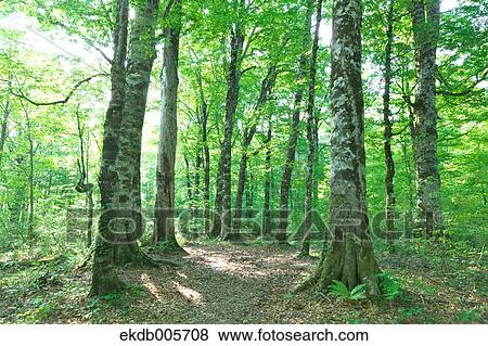Stock Photo - Akita Prefecture, Japan. Fotosearch