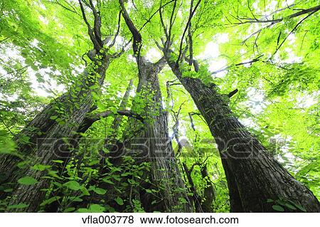 Akita Prefecture, Japan View Large Photo Image Stock Photo - Akita Prefecture, Japan. Fotosearch