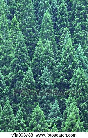 Akita Prefecture, Japan View Large Photo Image Stock Photo - Akita Prefecture, Japan. Fotosearch