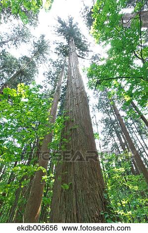 Akita Prefecture, Japan View Large Photo Image Stock Photograph - Akita Prefecture, Japan. Fotosearch