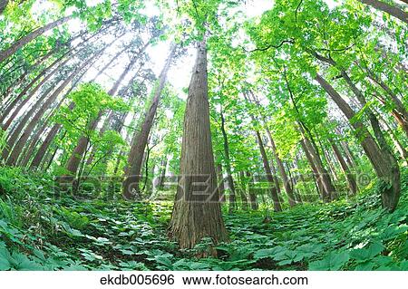 Akita Prefecture, Japan View Large Photo Image Stock Photograph - Akita Prefecture, Japan. Fotosearch
