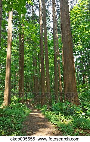 Akita Prefecture, Japan View Large Photo Image Stock Photography - Akita Prefecture, Japan. Fotosearch