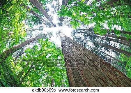 Akita Prefecture, Japan View Large Photo Image Stock Photography - Akita Prefecture, Japan. Fotosearch