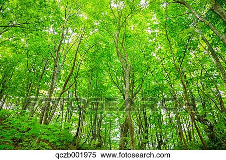 Akita Prefecture, Japan View Large Photo Image Stock Photography - Akita Prefecture, Japan. Fotosearch