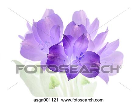 Stock Image - Alstroemeria. Fotosearch