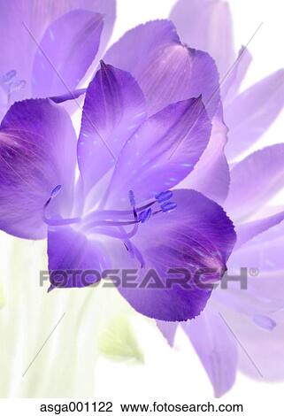 Stock Image - Alstroemeria. Fotosearch