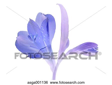 Stock Photograph - Alstroemeria. Fotosearch
