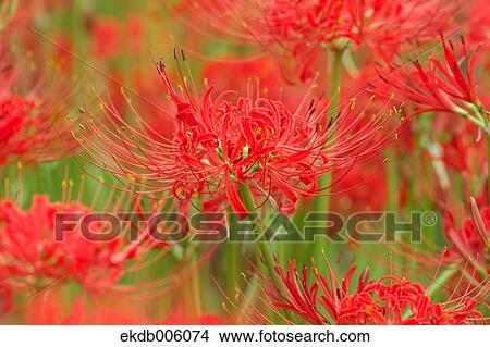 Amaryllidaceae View Large Photo Image Picture - Amaryllidaceae. Fotosearch