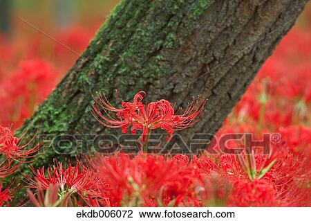 Amaryllidaceae View Large Photo Image Stock Image - Amaryllidaceae. Fotosearch