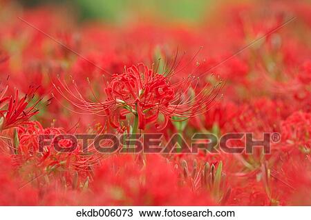 Amaryllidaceae View Large Photo Image Stock Image - Amaryllidaceae. Fotosearch