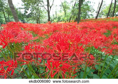 Amaryllidaceae View Large Photo Image Stock Image - Amaryllidaceae. Fotosearch