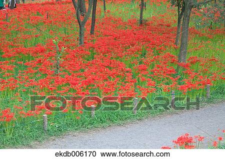 Amaryllidaceae View Large Photo Image Stock Image - Amaryllidaceae. Fotosearch