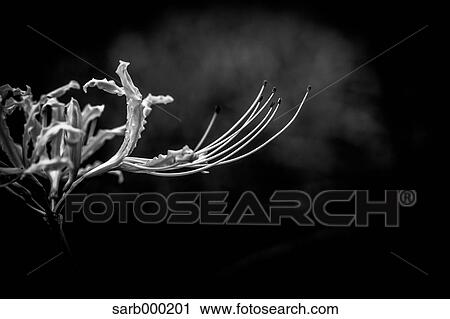 Amaryllidaceae View Large Photo Image Stock Image - Amaryllidaceae. Fotosearch