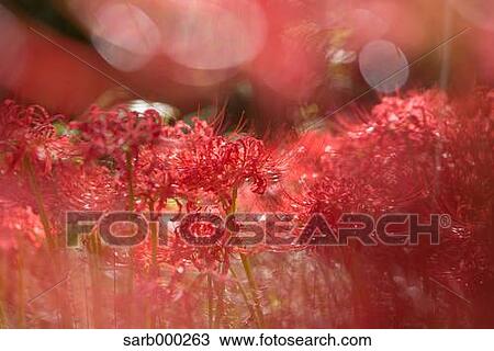Stock Image - Amaryllidaceae. Fotosearch