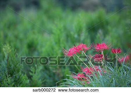 Amaryllidaceae View Large Photo Image Stock Image - Amaryllidaceae. Fotosearch