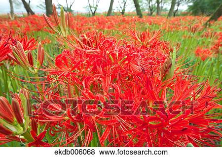 Amaryllidaceae View Large Photo Image Stock Photo - Amaryllidaceae. Fotosearch