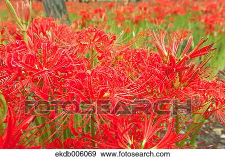 Amaryllidaceae View Large Photo Image Stock Photo - Amaryllidaceae. Fotosearch