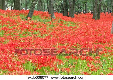 Amaryllidaceae View Large Photo Image Stock Photo - Amaryllidaceae. Fotosearch
