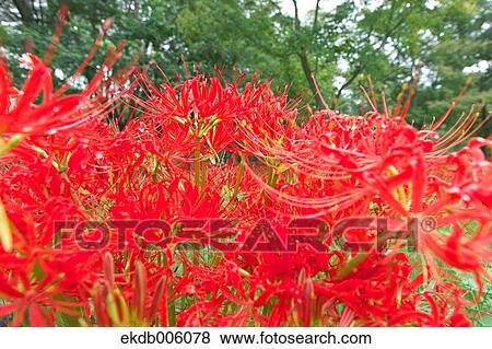 Stock Photo - Amaryllidaceae. Fotosearch