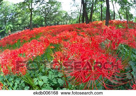 Stock Photo - Amaryllidaceae. Fotosearch