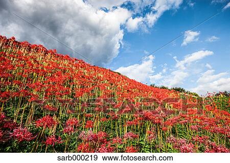 Stock Photo - Amaryllidaceae. Fotosearch