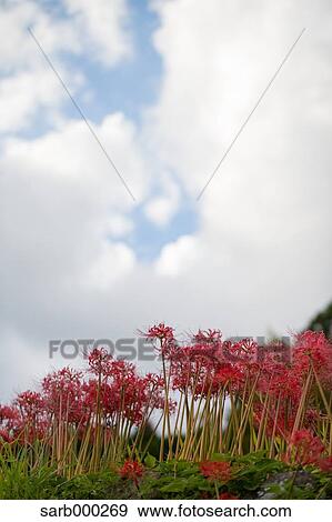Amaryllidaceae View Large Photo Image Stock Photo - Amaryllidaceae. Fotosearch