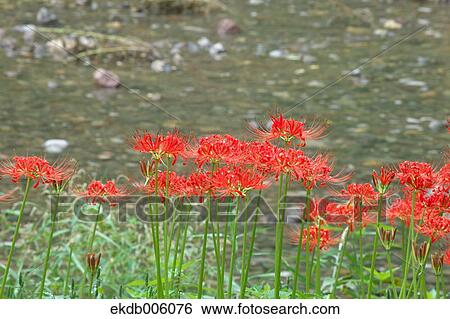 Amaryllidaceae View Large Photo Image Stock Photograph - Amaryllidaceae. Fotosearch