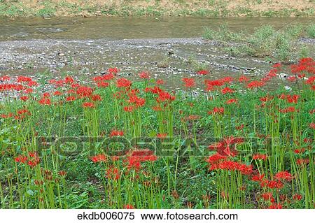 Stock Photography - Amaryllidaceae. Fotosearch