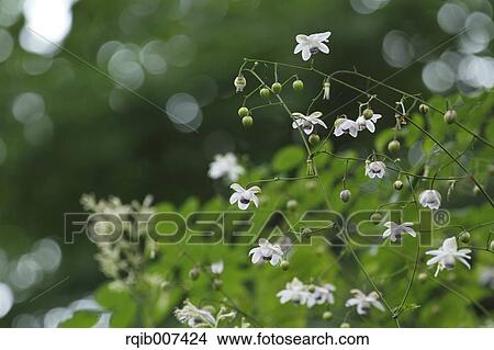 Anemonopsis View Large Photo Image Picture - Anemonopsis. Fotosearch