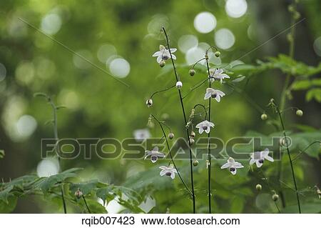 Anemonopsis View Large Photo Image Stock Image - Anemonopsis. Fotosearch