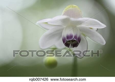 Anemonopsis View Large Photo Image Stock Photograph - Anemonopsis. Fotosearch