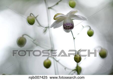 Anemonopsis View Large Photo Image Stock Photography - Anemonopsis. Fotosearch