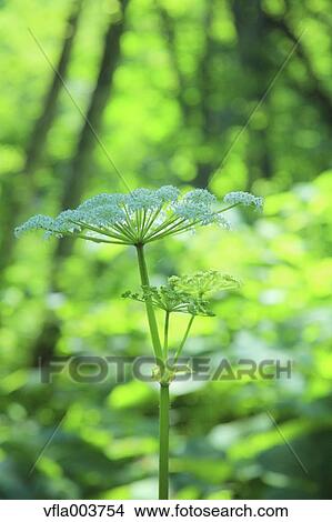 Angelica View Large Photo Image Picture - Angelica. Fotosearch