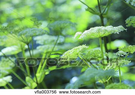 Angelica View Large Photo Image Stock Photograph - Angelica. Fotosearch