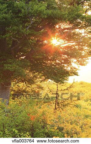 Aomori Prefecture, Japan View Large Photo Image Picture - Aomori Prefecture, Japan. Fotosearch