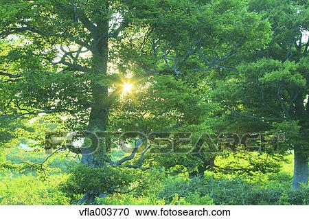 Aomori Prefecture, Japan View Large Photo Image Stock Image - Aomori Prefecture, Japan. Fotosearch