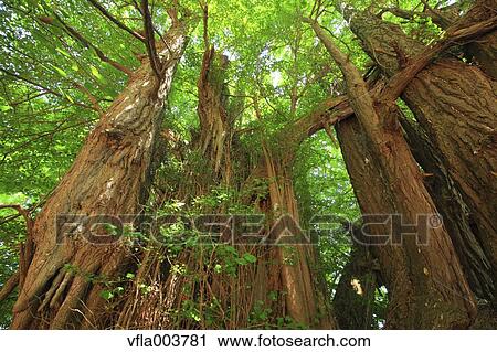 Aomori Prefecture, Japan View Large Photo Image Stock Image - Aomori Prefecture, Japan. Fotosearch
