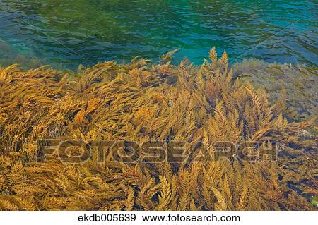 Aomori Prefecture, Japan View Large Photo Image Stock Photo - Aomori Prefecture, Japan. Fotosearch