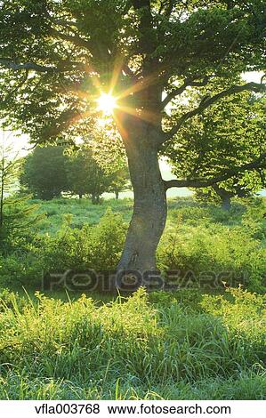 Aomori Prefecture, Japan View Large Photo Image Stock Photo - Aomori Prefecture, Japan. Fotosearch