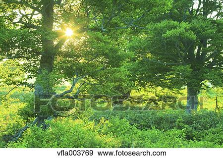 Aomori Prefecture, Japan View Large Photo Image Stock Photo - Aomori Prefecture, Japan. Fotosearch