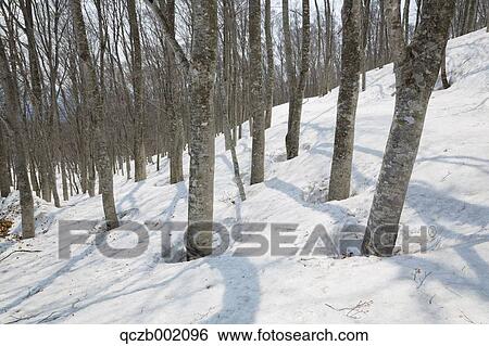 Aomori Prefecture, Japan View Large Photo Image Stock Photograph - Aomori Prefecture, Japan. Fotosearch