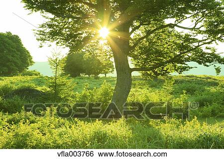 Aomori Prefecture, Japan View Large Photo Image Stock Photograph - Aomori Prefecture, Japan. Fotosearch