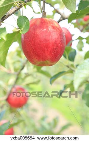 Picture - Apple Tree. Fotosearch