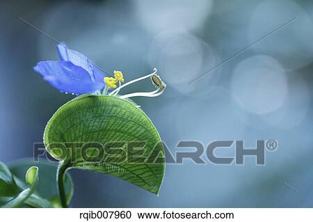 Asiatic Dayflower View Large Photo Image Stock Image - Asiatic Dayflower. Fotosearch