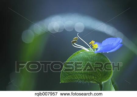 Asiatic Dayflower View Large Photo Image Stock Photo - Asiatic Dayflower. Fotosearch