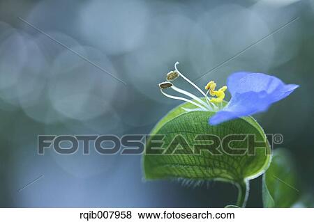 Asiatic Dayflower View Large Photo Image Stock Photo - Asiatic Dayflower. Fotosearch