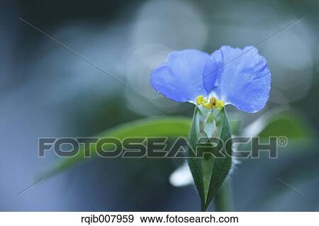 Asiatic Dayflower View Large Photo Image Stock Photo - Asiatic Dayflower. Fotosearch