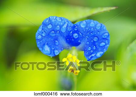 Asiatic Dayflower View Large Photo Image Stock Photograph - Asiatic Dayflower. Fotosearch